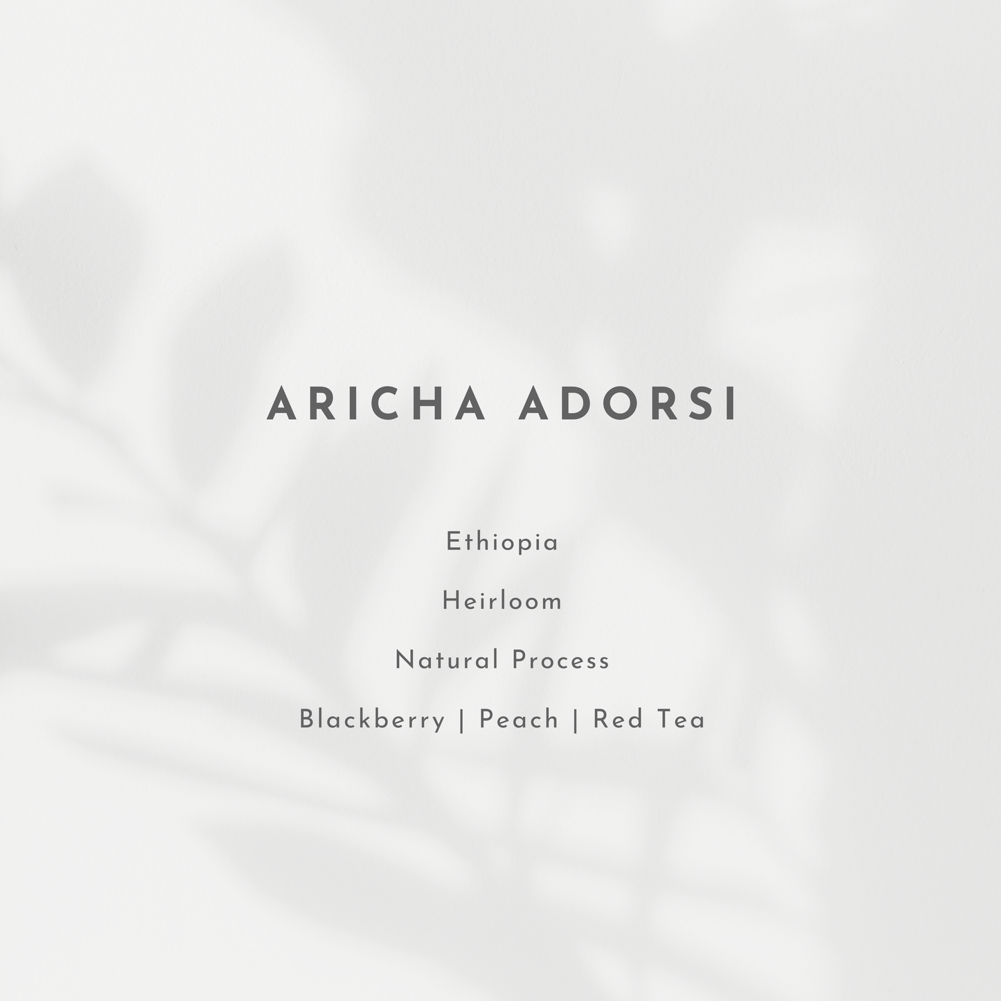 Aricha Adorsi