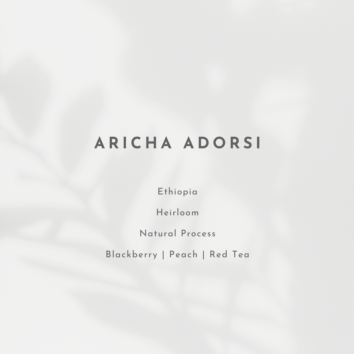 Aricha Adorsi